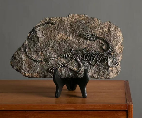 4 pcs Fossils total 180 usd and free shipping