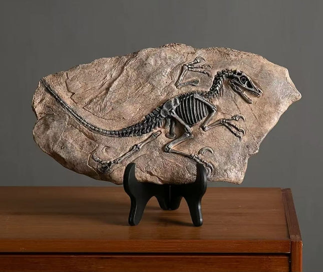 4 pcs Fossils total 180 usd and free shipping