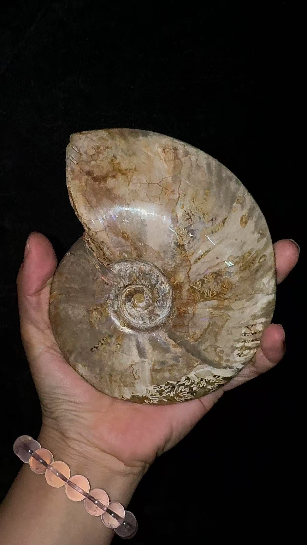 A00126 rare ammonite The combination of fossils and gemstones