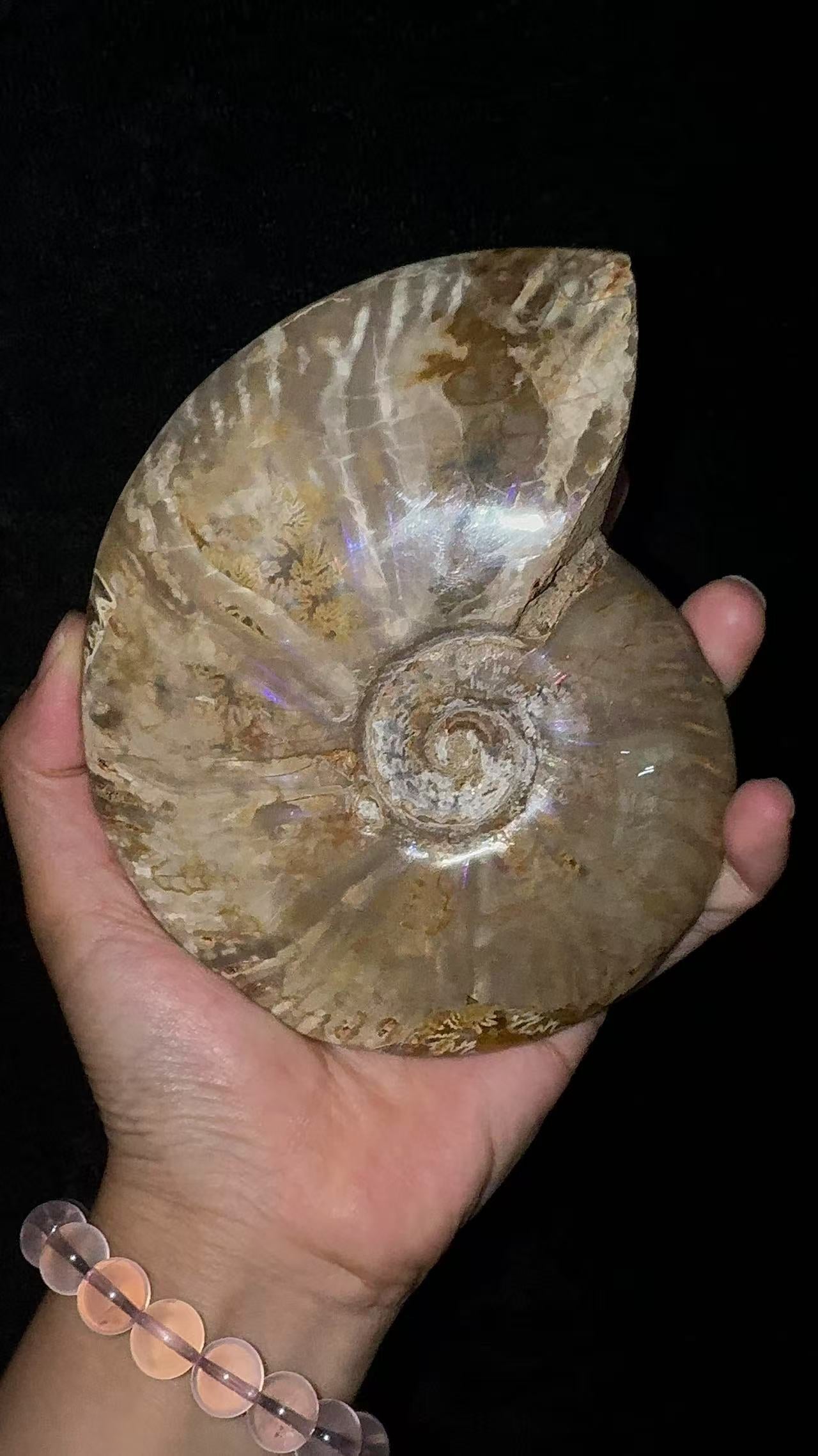 A00126 rare ammonite The combination of fossils and gemstones