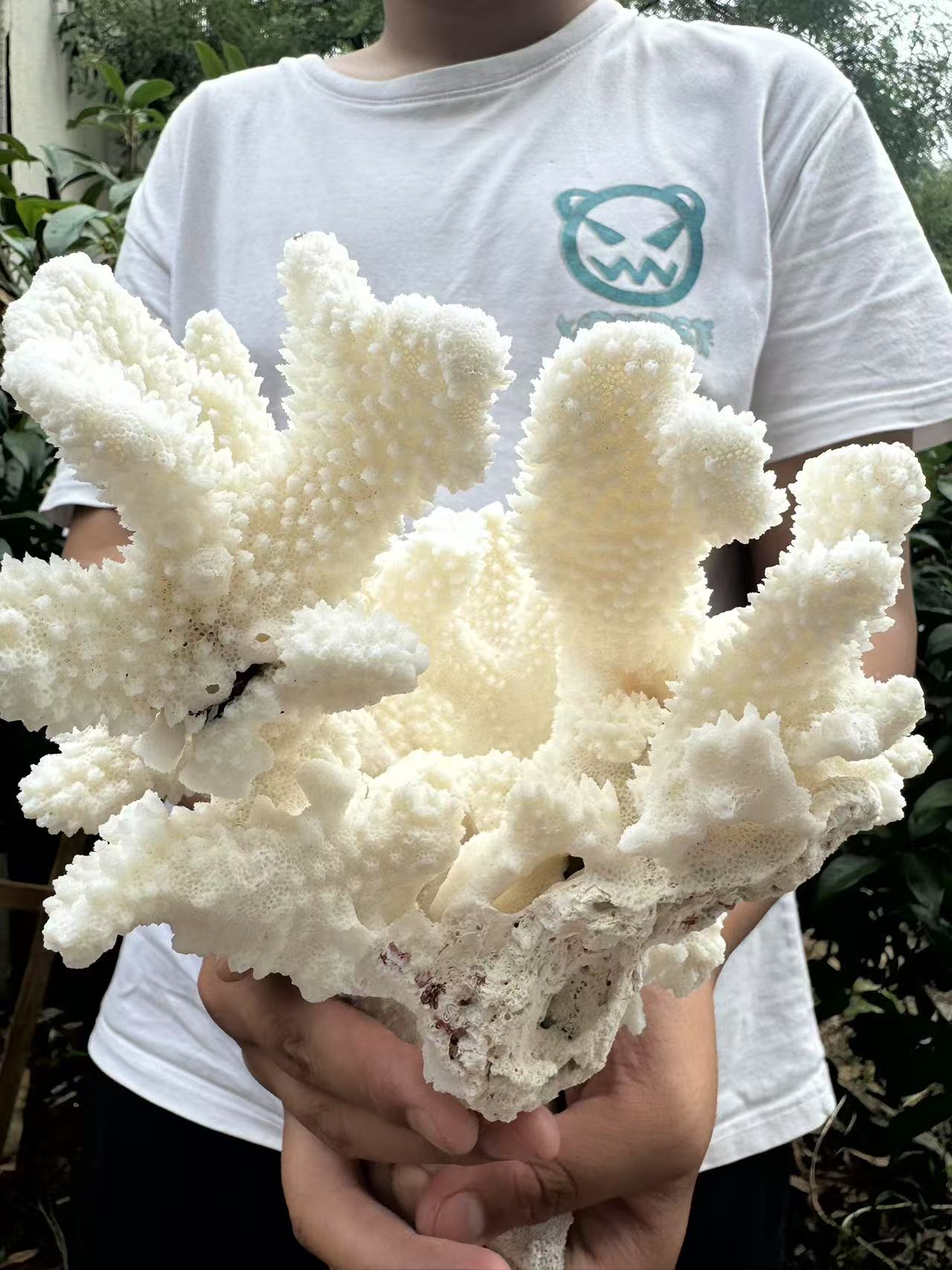 A00136 natural white coral cluster (good decoration for your home )