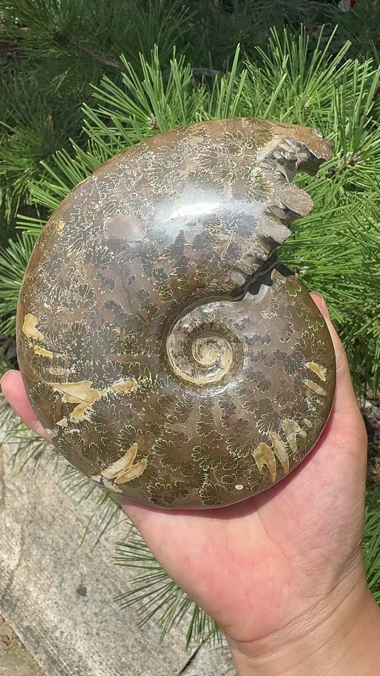 A00160 rare ammonite fossil specimen