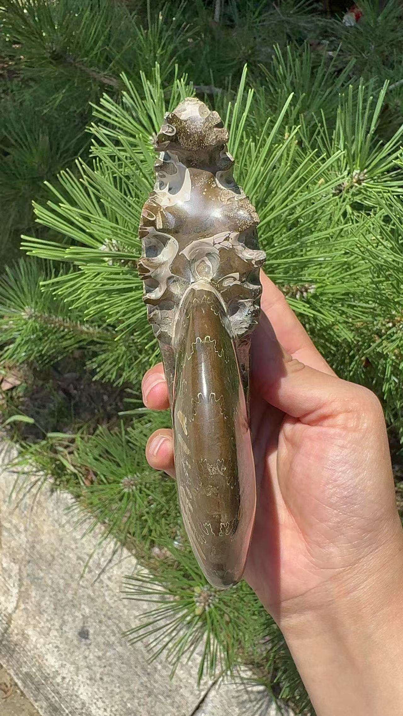 A00160 rare ammonite fossil specimen