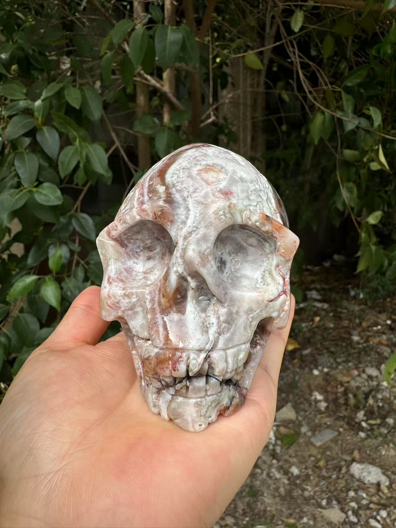 A00198 beautiful laguna mexico agate skull xl size