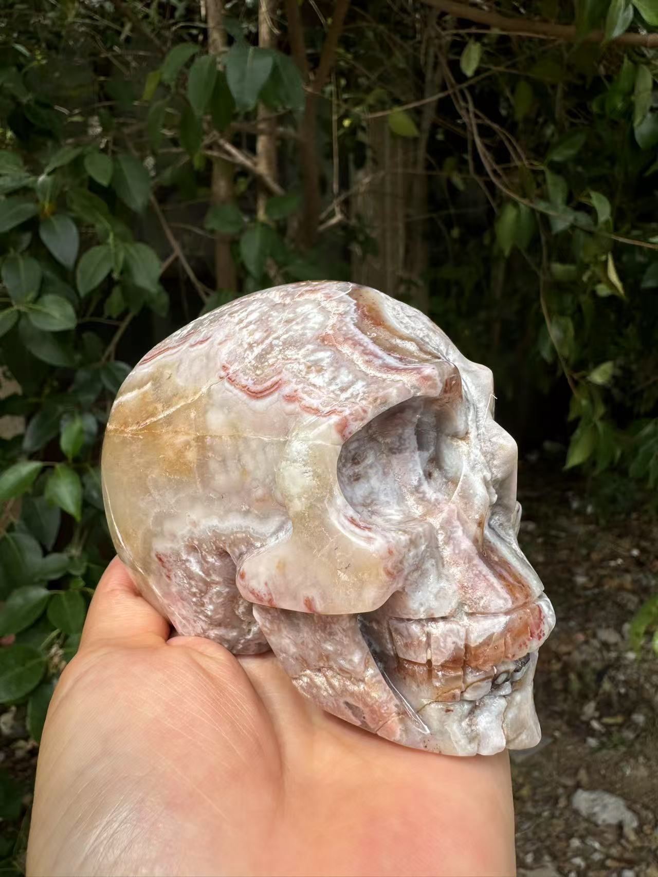 A00198 beautiful laguna mexico agate skull xl size