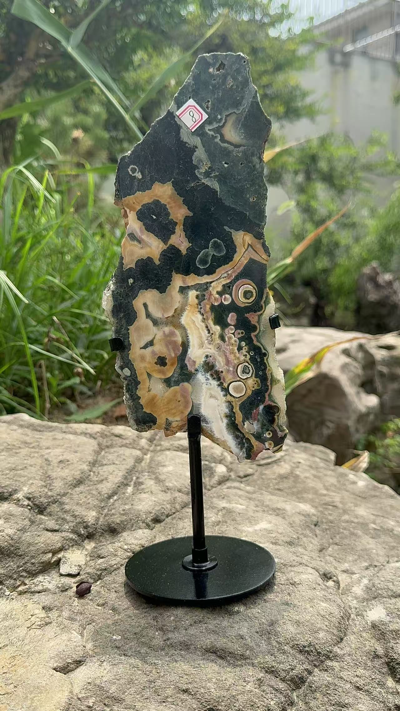 A00208 Rare natural highest quality emerald green ocean jasper with eyes slab