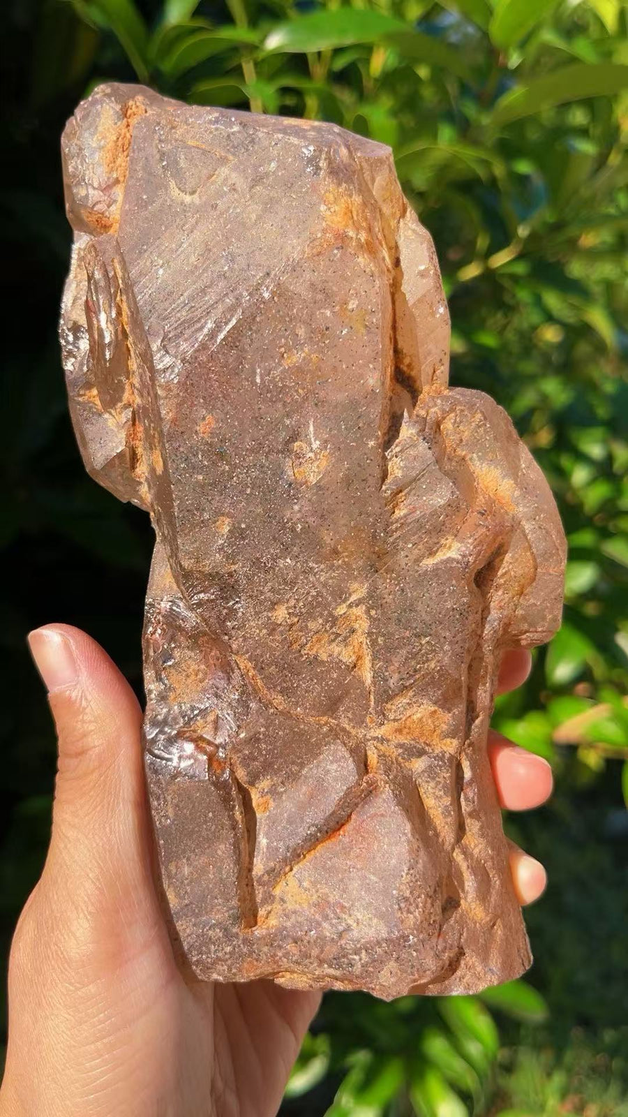 5A 1530G   Natural Red Mud  Sea Bone