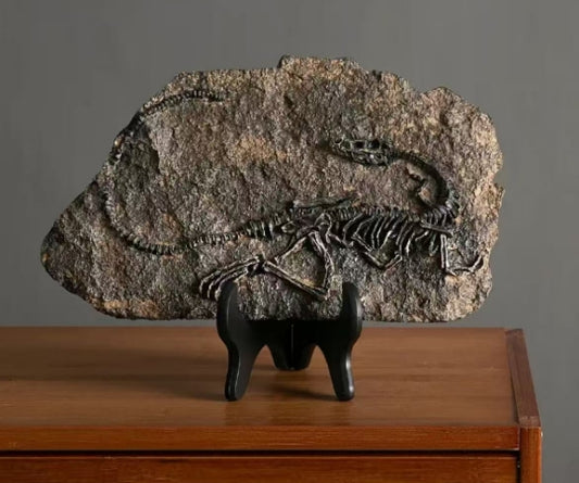 4 pcs Fossils total 180 usd and free shipping