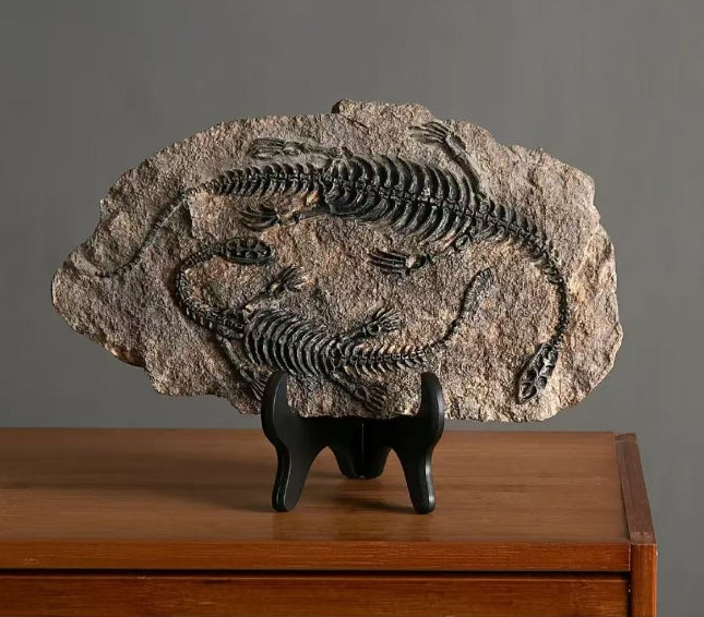 4 pcs Fossils total 180 usd and free shipping