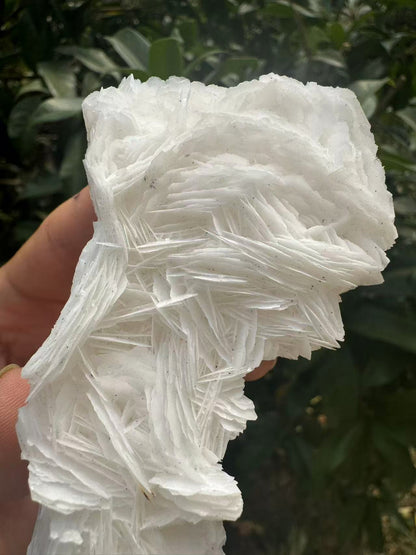 A00105 white layer rose calcite with beautiful pink UV reation