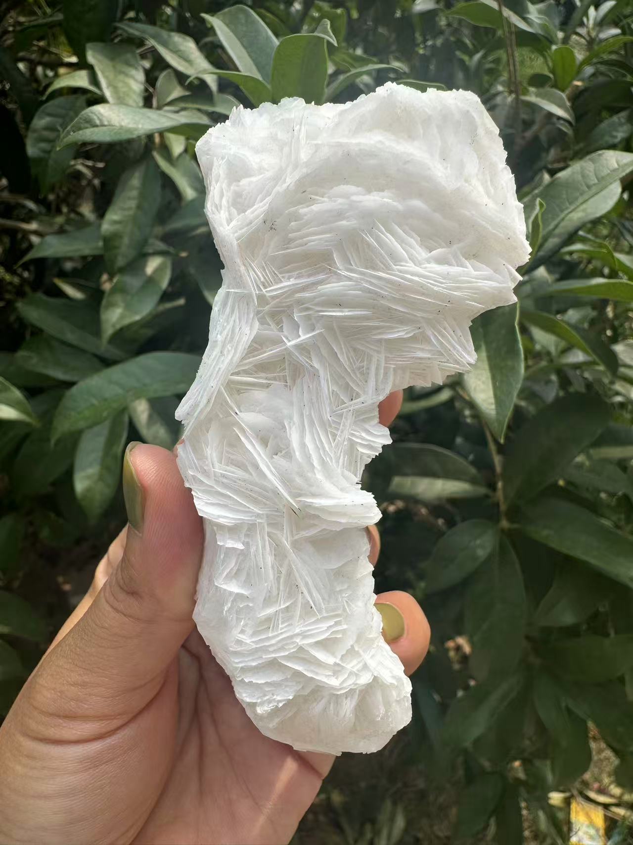 A00105 white layer rose calcite with beautiful pink UV reation