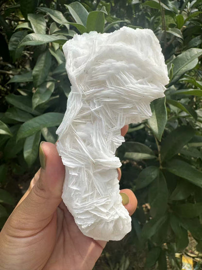 A00105 white layer rose calcite with beautiful pink UV reation