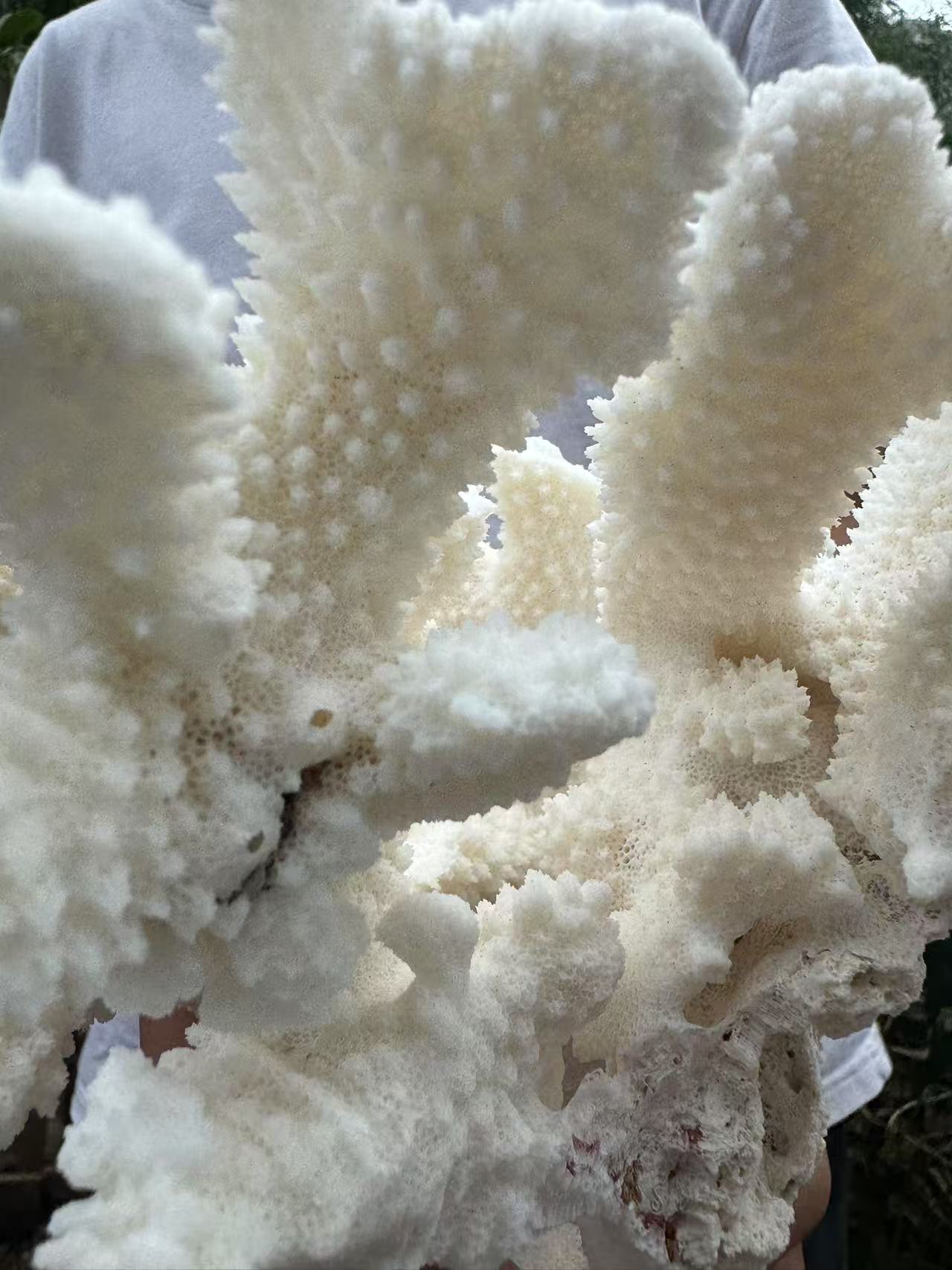 A00136 natural white coral cluster  (good decoration for your home )