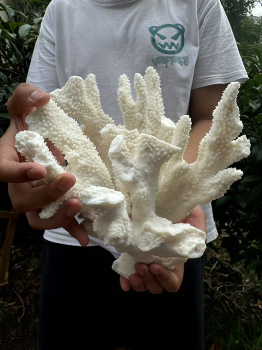A00136 natural white coral cluster  (good decoration for your home )
