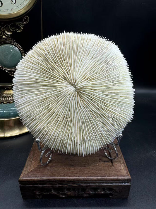 A00137 natural white mushroom coral  (good decoration for your home & good gift)