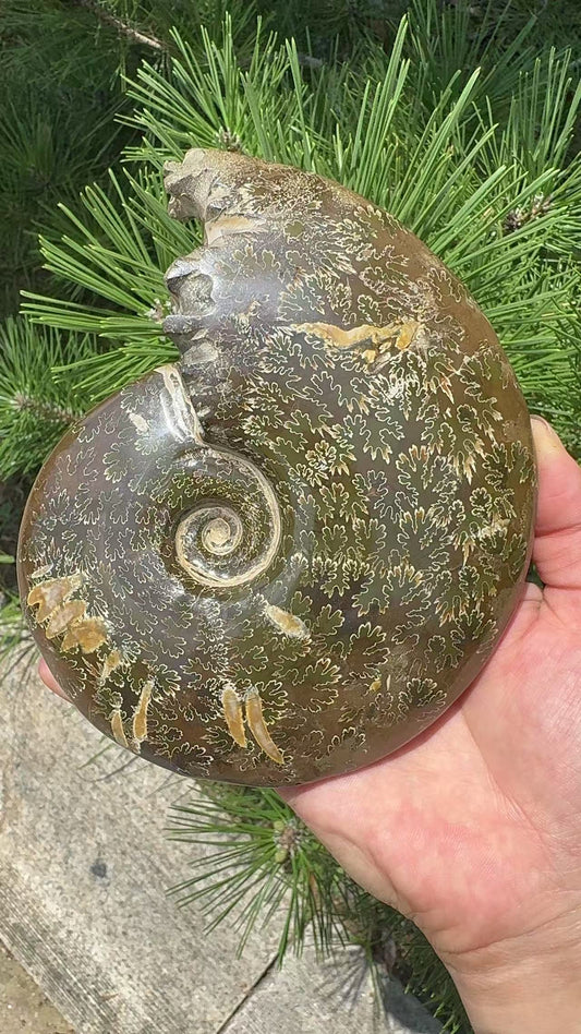 A00160 rare ammonite fossil specimen