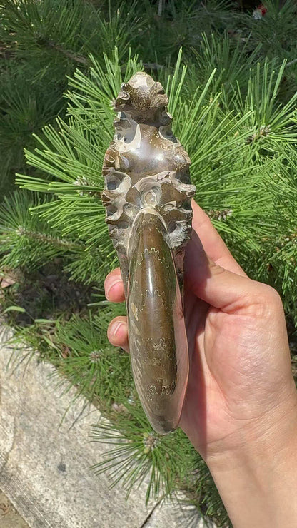 A00160 rare ammonite fossil specimen