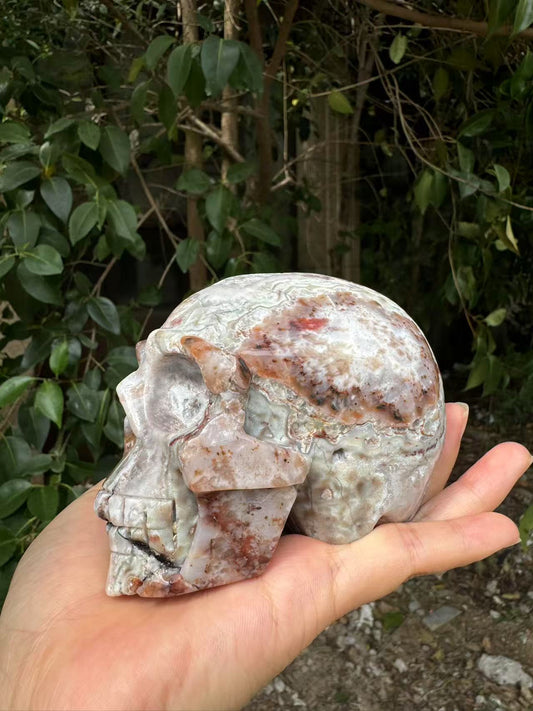 A00198 beautiful laguna mexico agate skull xl size
