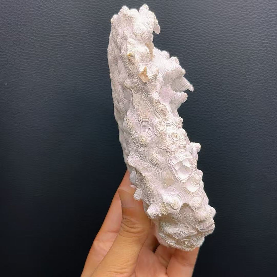 5A480G  High-Grade Mexican Banded Agate