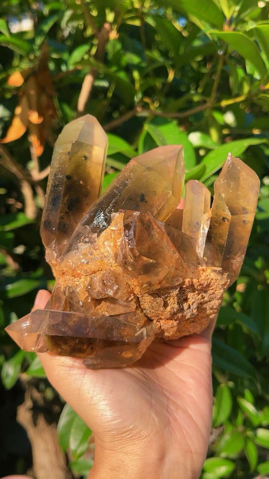 5A 1140G   Garden quartz Black Tourmaline Cluster