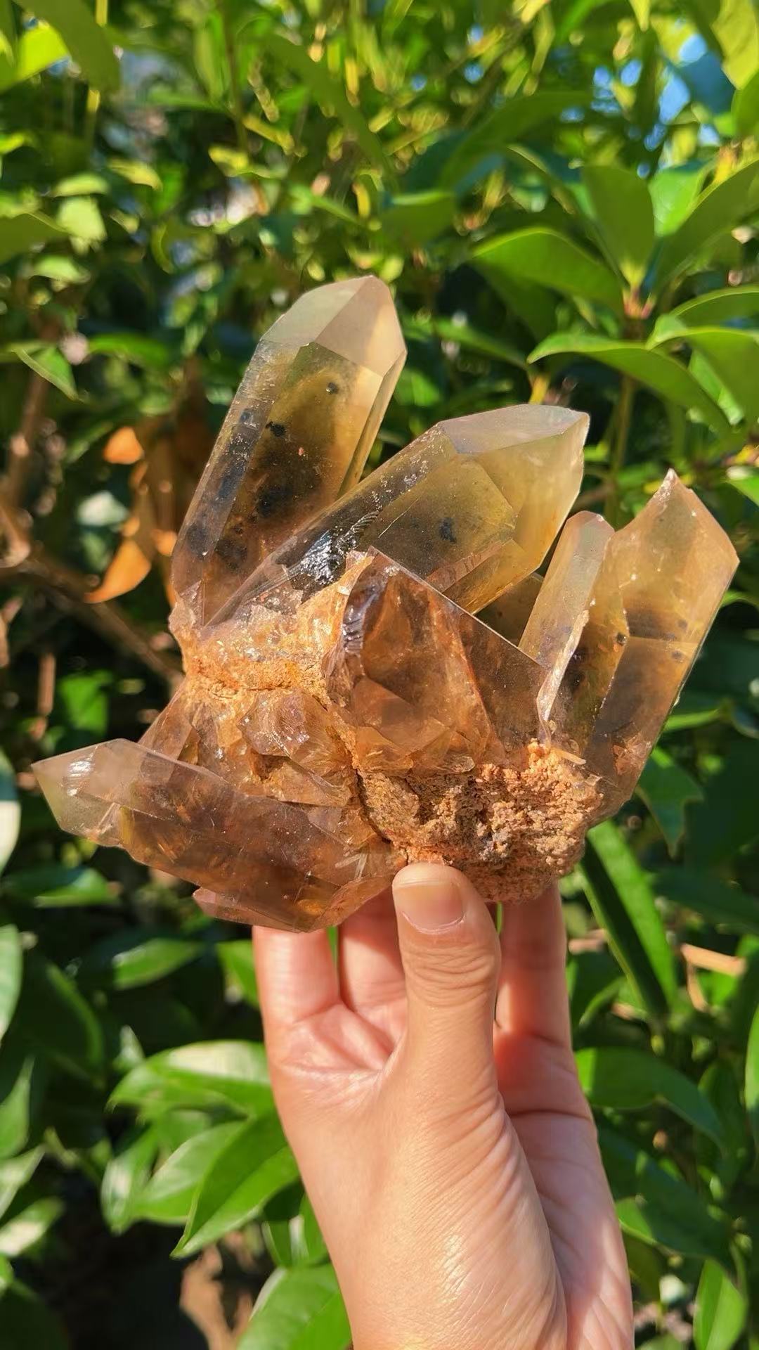 5A 1140G   Garden quartz Black Tourmaline Cluster