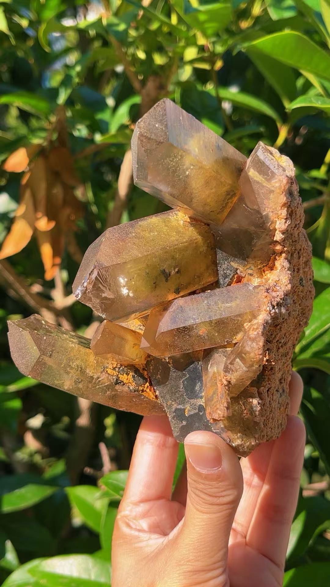 5A 1140G   Garden quartz Black Tourmaline Cluster