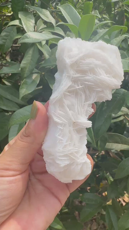 A00105 white layer rose calcite with beautiful pink UV reation