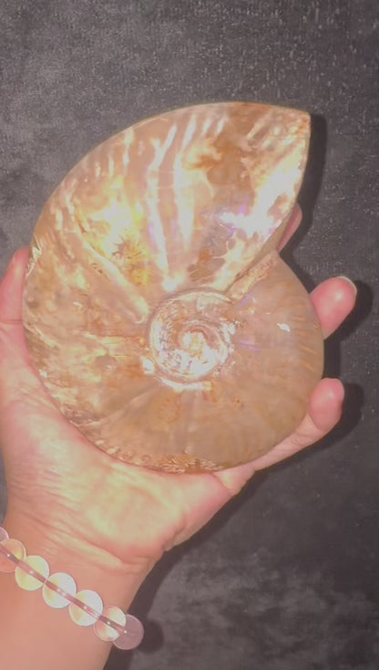 A00126 rare ammonite The combination of fossils and gemstones
