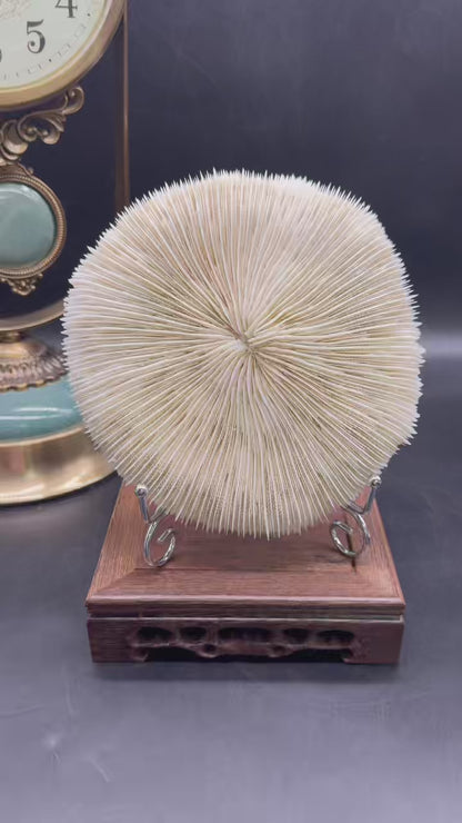 A00137 natural white mushroom coral  (good decoration for your home & good gift)