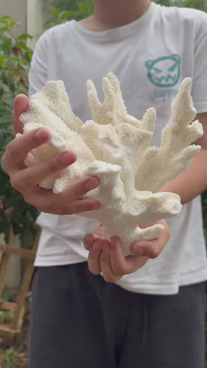 A00136 natural white coral cluster  (good decoration for your home )