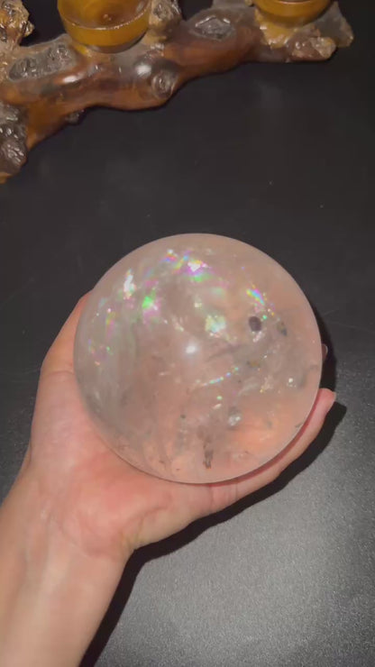 A00071 Rare indescribable strong rainbow garden flower with white rutalied big sphere